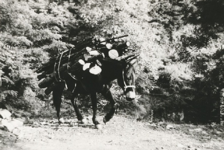  Image name: 02 Carbonai.jpg 
 width: 784 pixel 
 height: 523 pixel 
 Size: 134185 bytes 
 Click to enlarge 